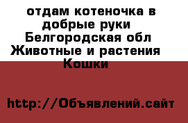 отдам котеночка в добрые руки - Белгородская обл. Животные и растения » Кошки   
